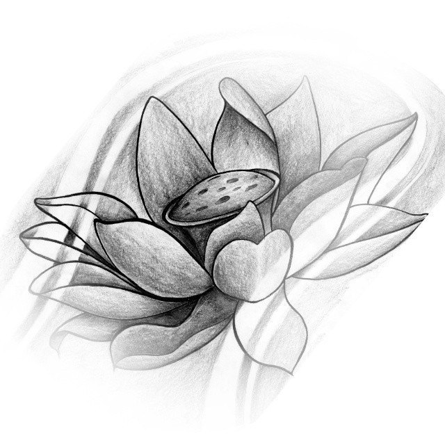 dibujo blaco y negro flor de loto