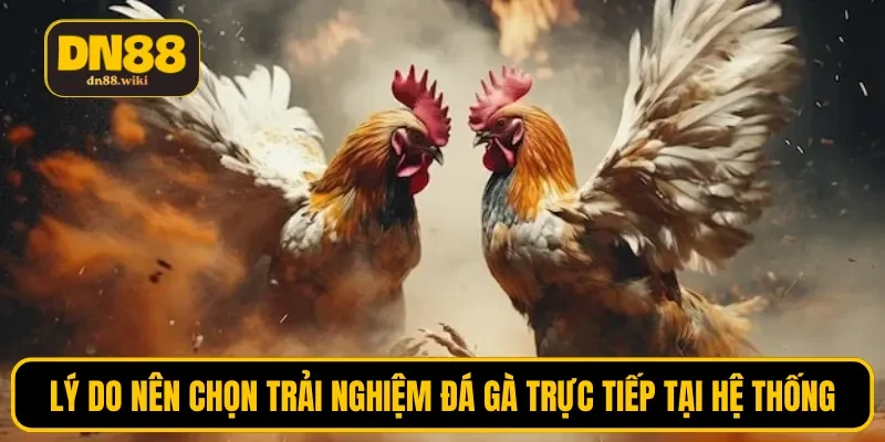 Lý do nên chọn trải nghiệm đá gà trực tiếp tại hệ thống