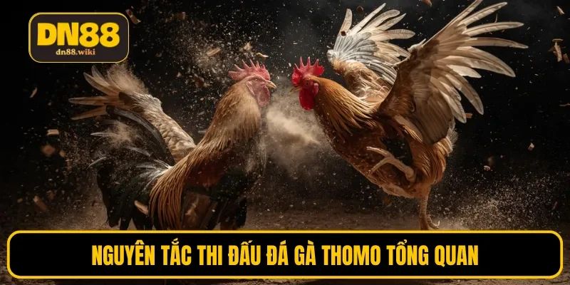 Nguyên tắc thi đấu đá gà Thomo tổng quan
