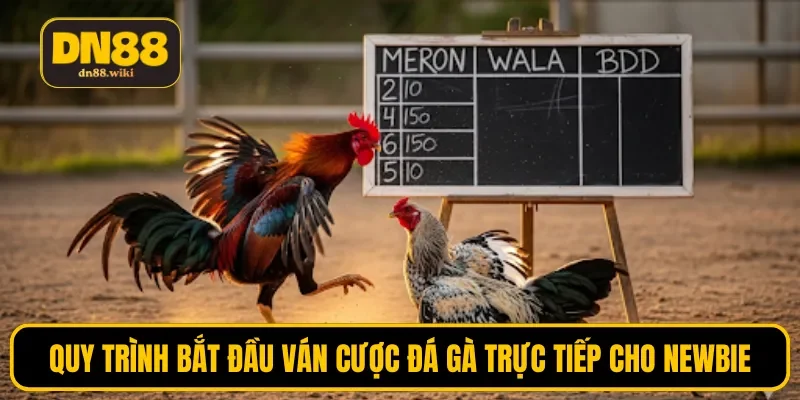 Quy trình bắt đầu ván cược đá gà trực tiếp cho newbie