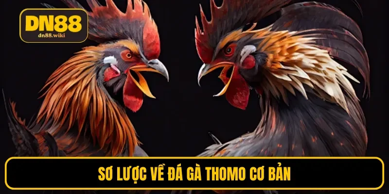 Sơ lược về đá gà Thomo cơ bản