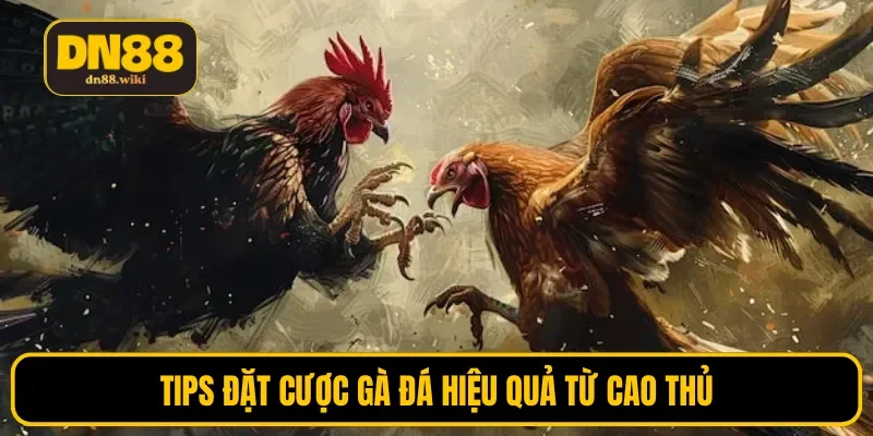 Tips đặt cược gà đá hiệu quả từ cao thủ